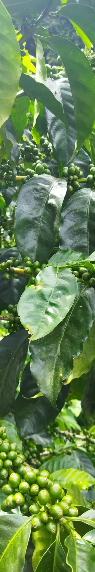 Es duftet nach frischem Kaffee